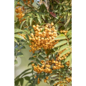 Detailaufnahme der goldgelben Beeren der Sorbus Aucuparia Autumn Spire Eberesche.
