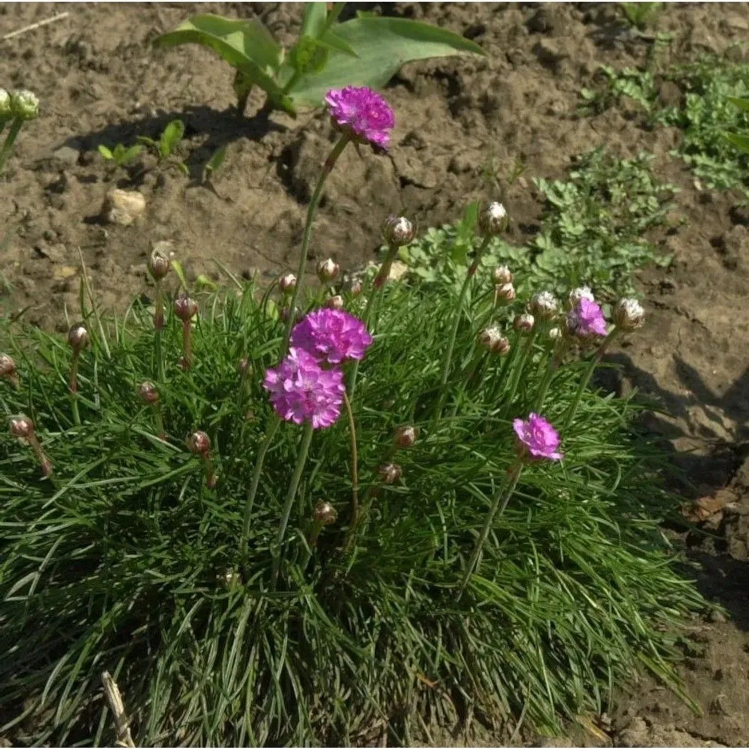 Blühende Strandnelke (Armeria maritima) im Gartenbeet, rosa Blüten.