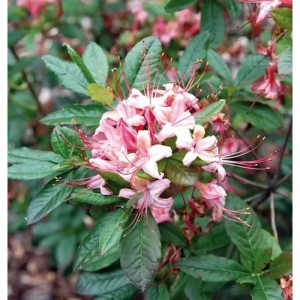 Rhododendron Lollipop, 40-50cm, rosa Blüten und grüne Blätter.