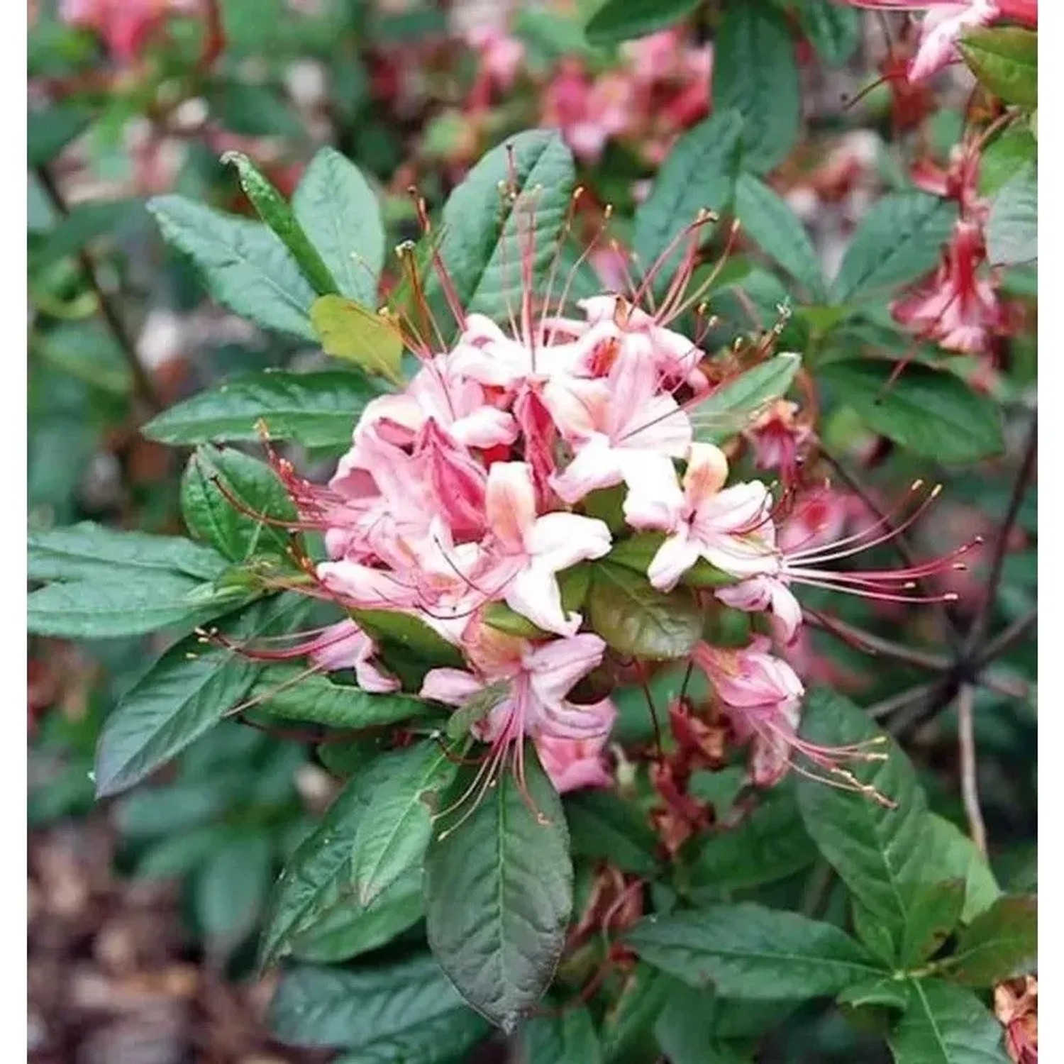 Rhododendron Lollipop 40-50cm - Rhododendron viscosum