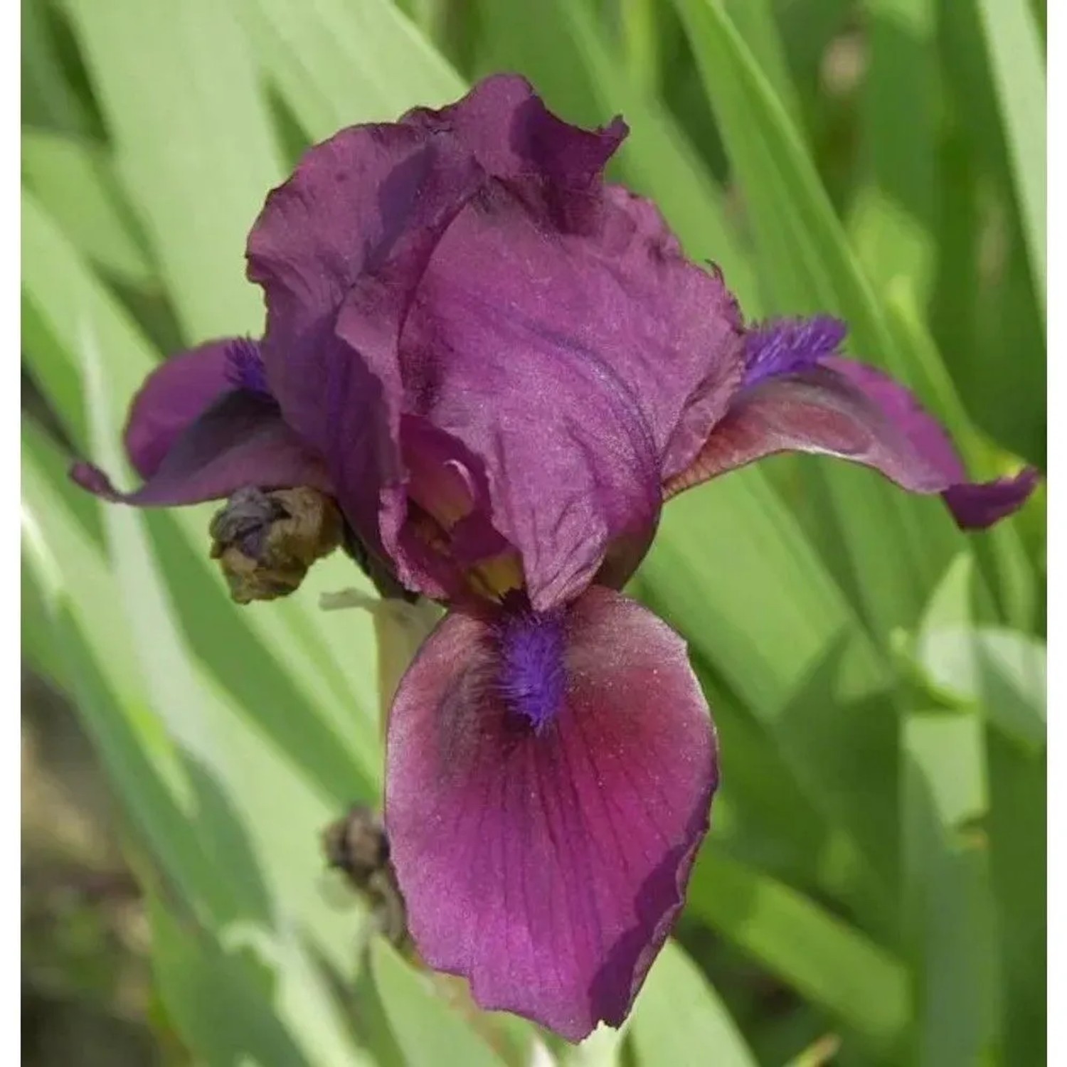 Zwergschwertlilie Cherry Garden - Iris barbata nana