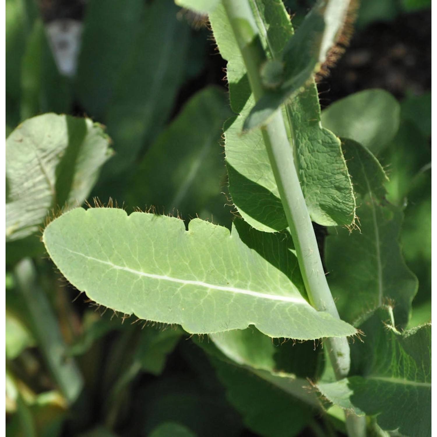 Weißer Scheinmohn - Meconopsis betonicifolia alba günstig online kaufen