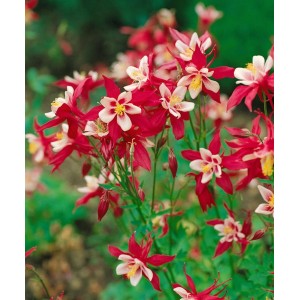 Leuchtend rote Akelei 'Red Hobbit' mit weißen Akzenten, ideal für Beet und Garten.