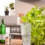 Scheurich Bewässerungsfigur Copa M, transparent, 150ml, im Einsatz in einem Blumentopf.