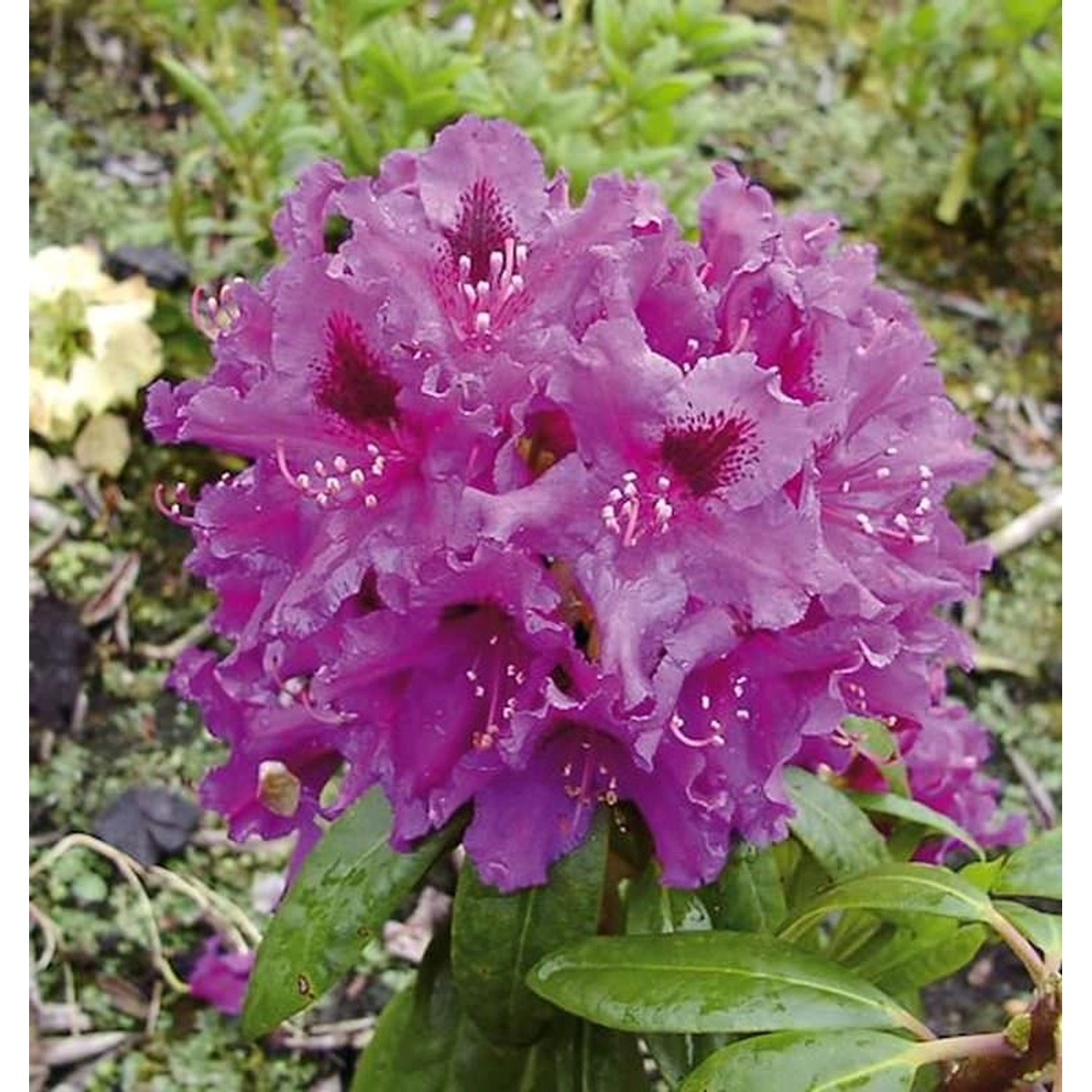 Großblumige Rhododendron Azurro 70-80cm - Alpenrose günstig online kaufen