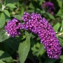 Sommerflieder 'Nanho Purple', 60-80cm, mit purpurfarbenen Blütenständen und grünen Blättern.