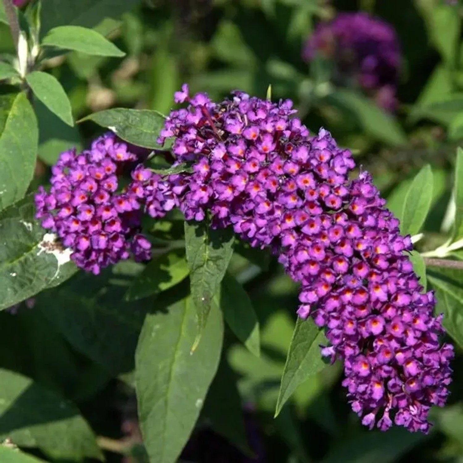 Sommerflieder Nanho Purple 60-80cm - Buddleja
