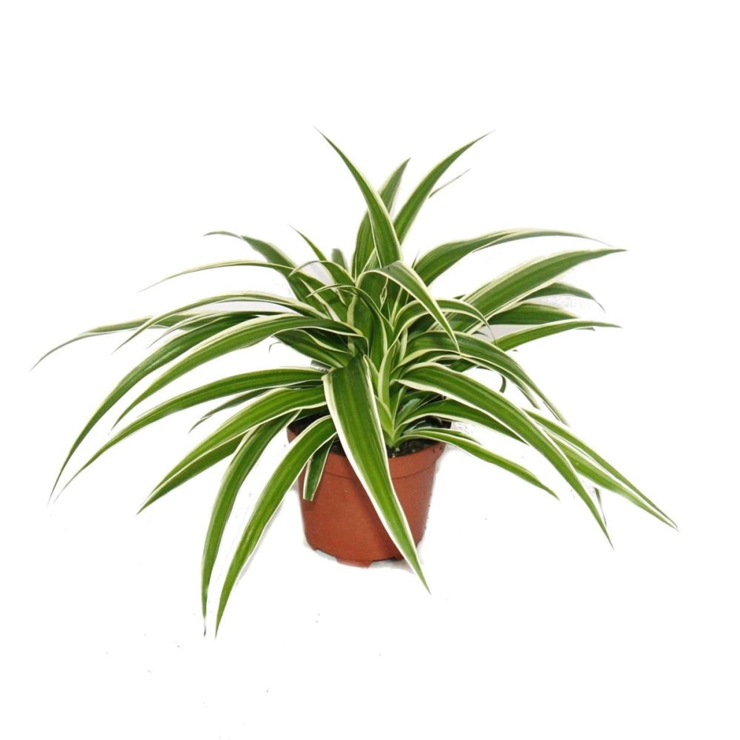 Exotenherz Chlorophytum Grünlilie Brautschleppe 9cm Topf Zimmerpflanze