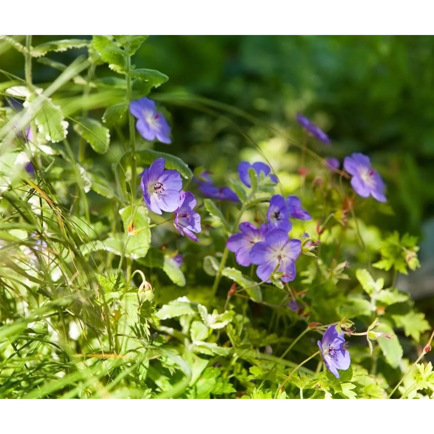 Blühender Geranium Storchschnabel 'Rozanne' mit violetten Blüten im Topf.
