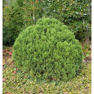 Grüne Kugelzypresse Globosa (Chamaecyparis lawsoniana) im Garten, Formschnitt-Strauch.