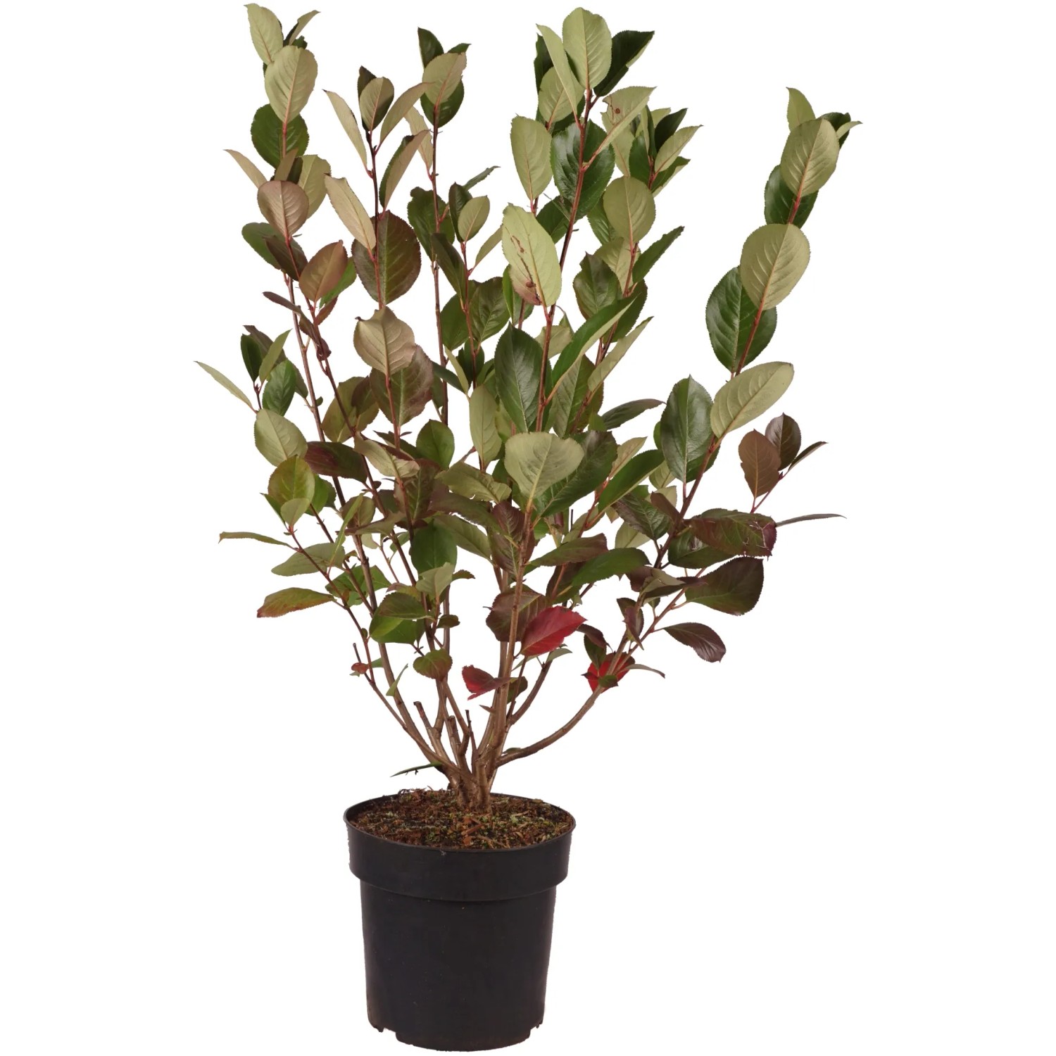 Apfelbeere "Viking" Höhe ca. 40 cm Topf ca. 4,5 l Aronia prunifolia