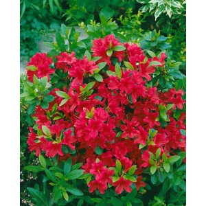 Leuchtend rote Azalee Rhododendron Obtusum Geisha Red, buschiger Strauch mit grünen Blättern.