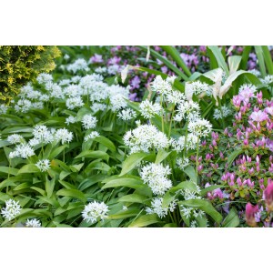 Bärlauch 'Gismo' (Allium ursinum) im Topf mit weißen Blüten und grünen Blättern.