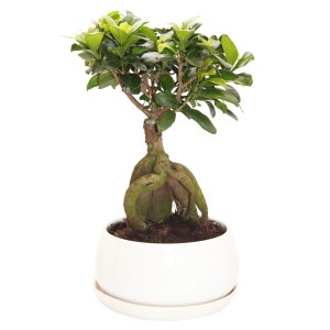 Ginseng Bonsai (Ficus microcarpa) in runder, weißer Schale mit Unterteller, ca. 40cm hoch.