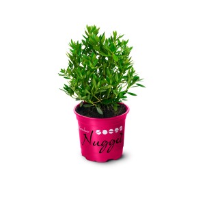 Rhododendron Bloombux® Nugget Rosa im Topf, ca. 10-20 cm hoch, ideal als Buchsbaumersatz.