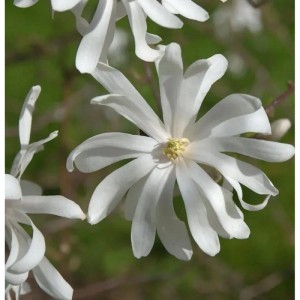 Nahaufnahme einer weißen Sternmagnolie (Magnolia stellata) mit vielen Blütenblättern.