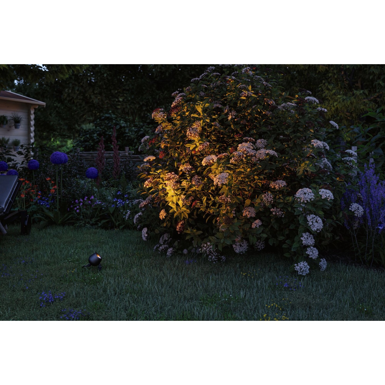 Paulmann LED-Gartenspot Kikolo, anthrazit, beleuchtet Busch im Garten. Teil des Plug & Shine Außenbeleuchtungssystems.