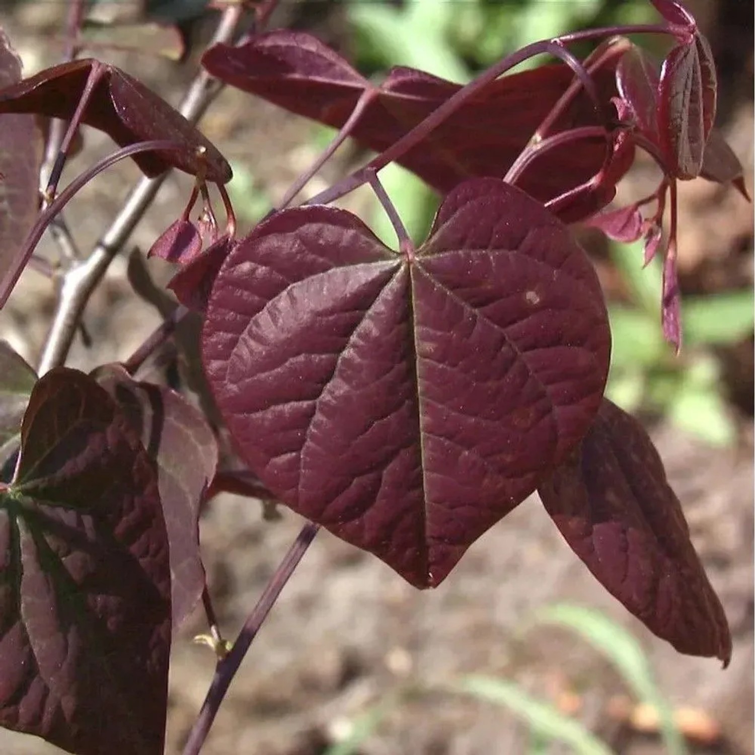 Kanadischer Judasbaum Ace of Spades 40-60cm - Cercis canadensis