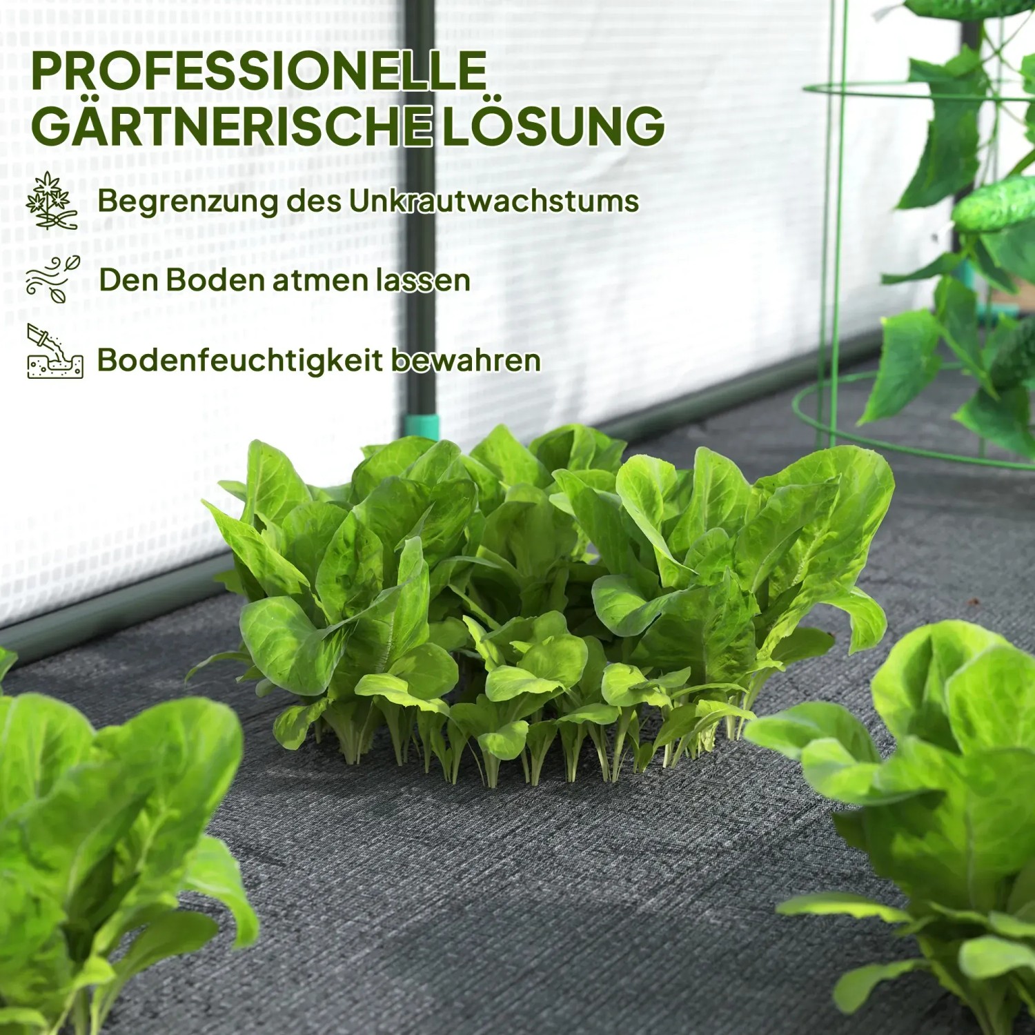 Detailaufnahme: Salat im Outsunny Gewächshaus, professionelle Gärtnerlösung für Gemüse.