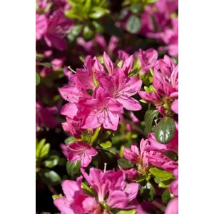 Nahaufnahme der karmesinroten Blüten der Rhododendron Obtusum Kermesina Azalee.