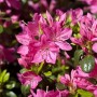 Nahaufnahme der karmesinroten Blüten der Rhododendron Obtusum Kermesina Azalee.