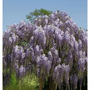 Blühender Blauregen Aunt Dee (Wisteria floribunda) mit violetten Blüten als Strauch.
