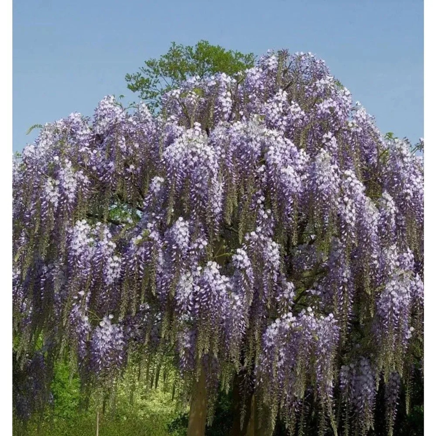 bambus bissetii Bambus Bissetii (Phyllostachys bissetii) | 150-175-cm im Topf