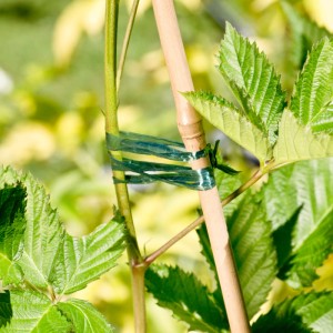 Grüner Windhager Kunstbast fixiert Pflanze an Bambusstab im Hochbeet.