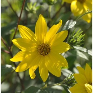 Gelbe Kleinköpfige Stauden-Sonnenblume (Helianthus microcephalus) im Detail.