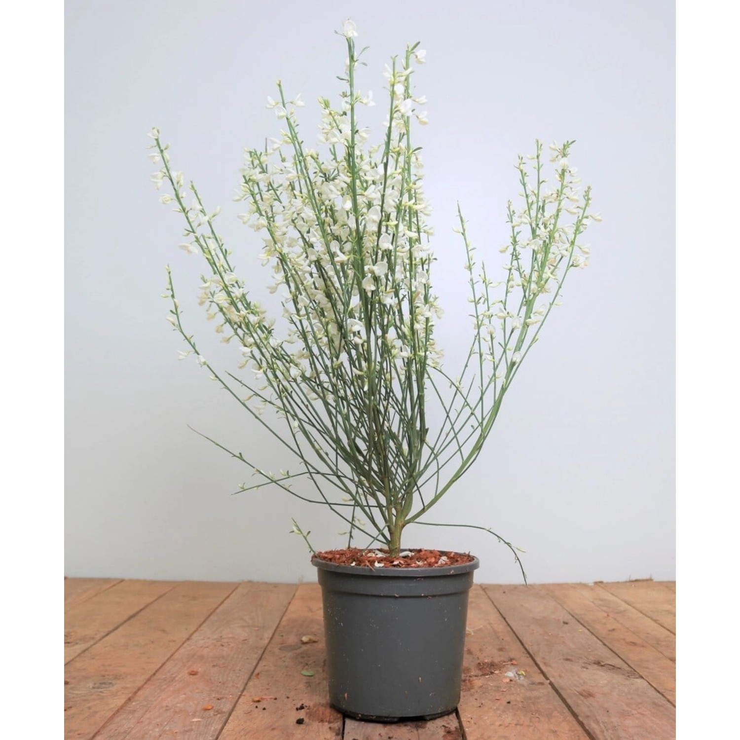 Cytisus Praecox Elfenbeinginster White Lion 40-60 cm günstig online kaufen