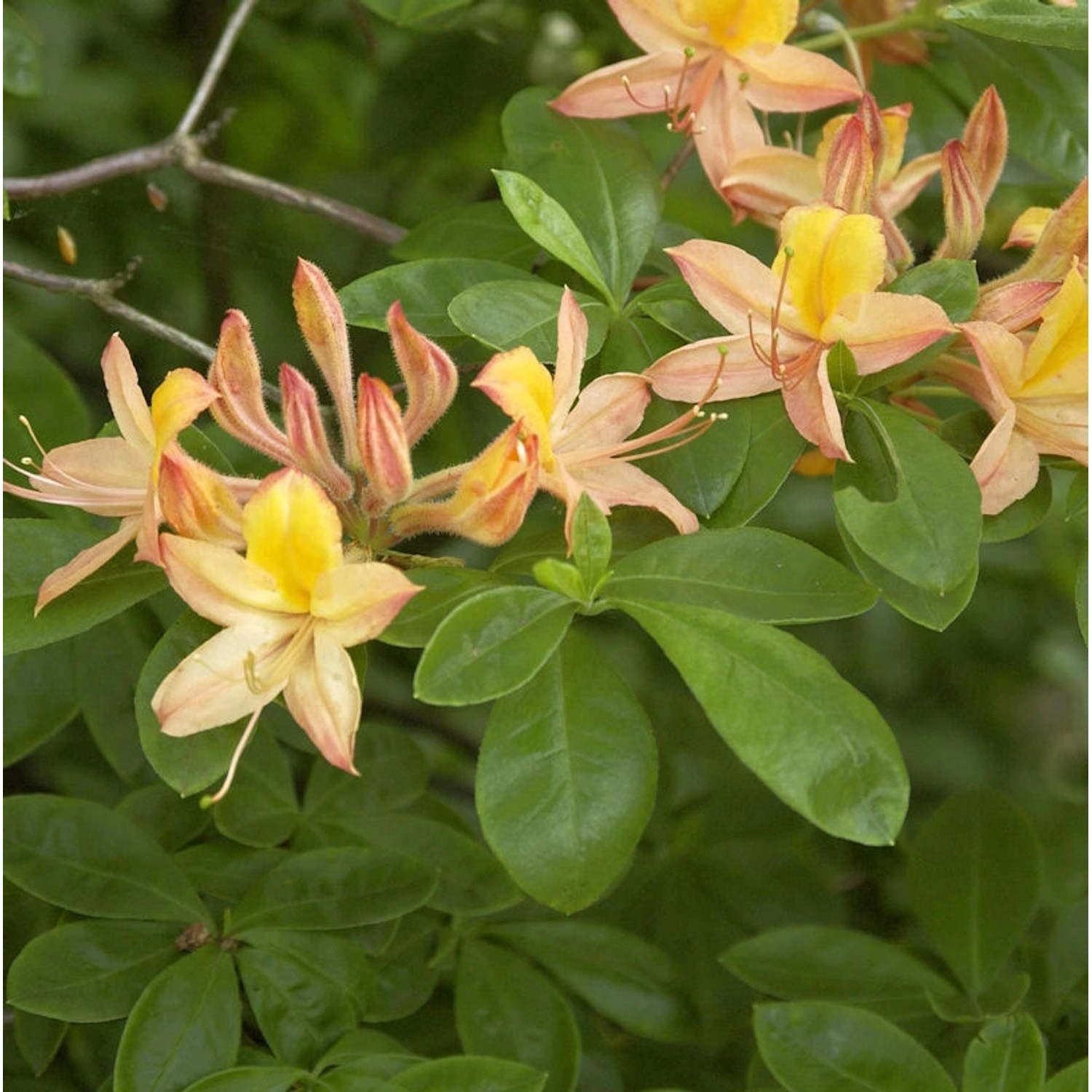 Sommergrüne Azalee 50-60cm - Rhododendron austrinum günstig online kaufen