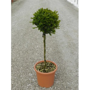 GROW by OBI Buchsbaum Faulkner als Kugel im Topf, ca. 65cm hoch.