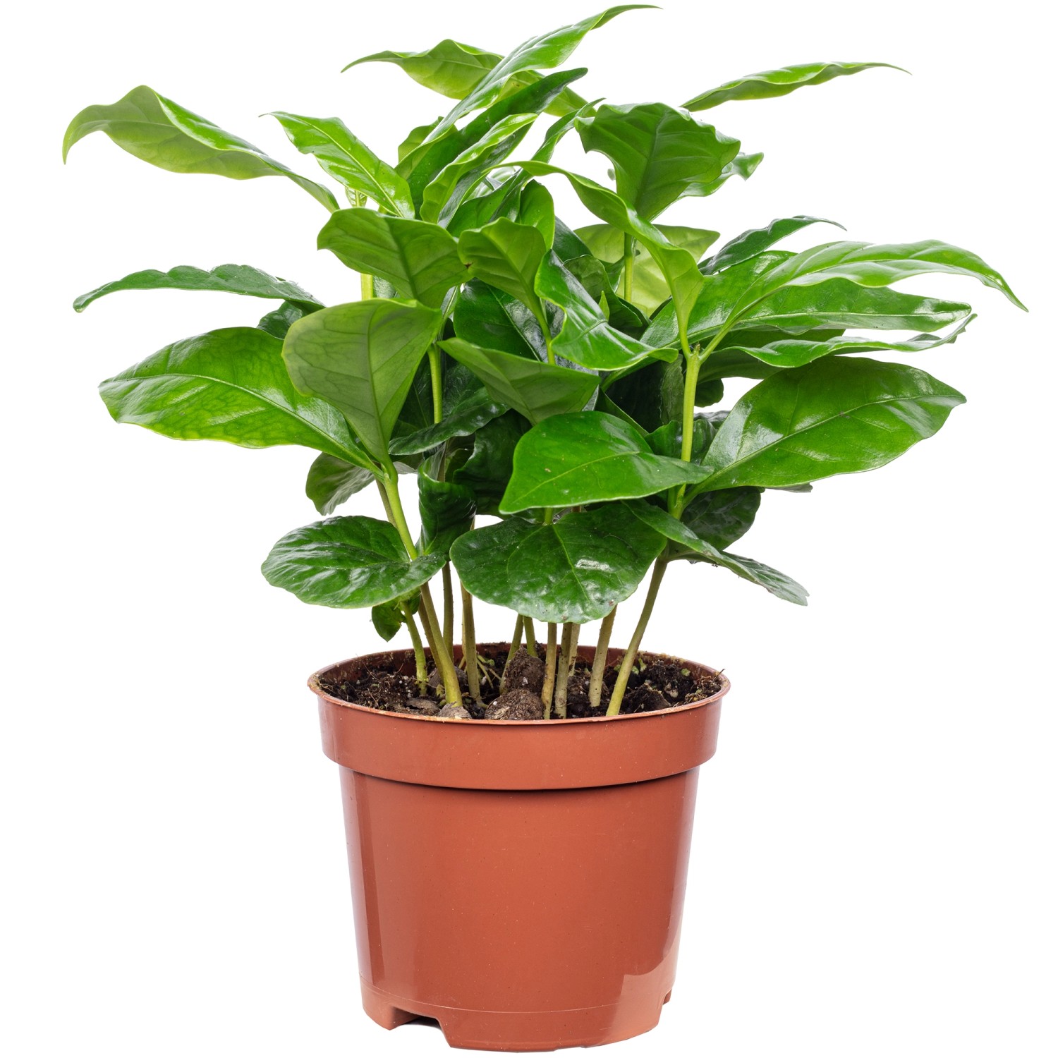 Value Greens Coffea Arabica  Exotische Kaffeepflanze für dein Zuhause  ca. günstig online kaufen