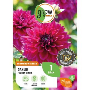 Verpackung einer pinkfarbenen GROW by OBI Dahlie "Fuchsia Charm" Blumenzwiebel.