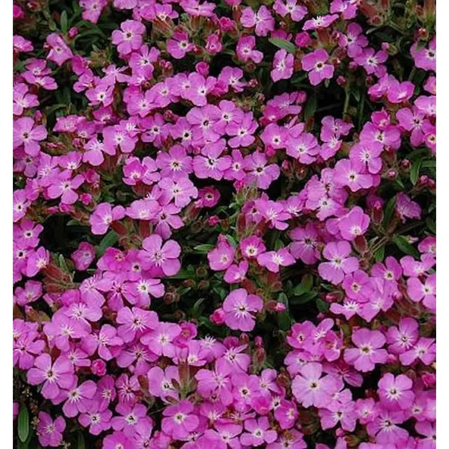 Polster Seifenkraut - Saponaria olivana