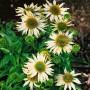 Heller Sonnenhut (Echinacea) 'Kim's Mophead' mit weißen Blüten und grüner Mitte im Topf.