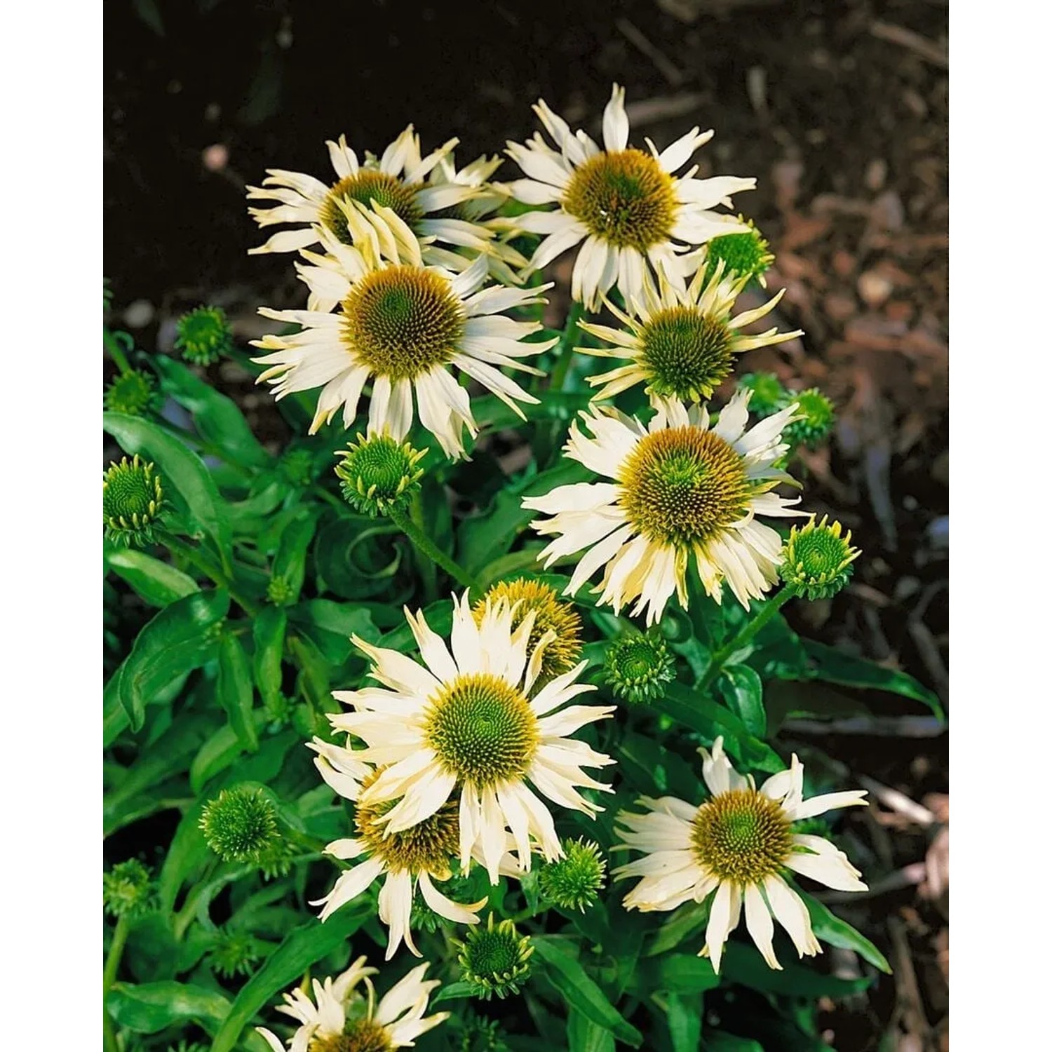 Heller Sonnenhut (Echinacea) 'Kim's Mophead' mit weißen Blüten und grüner Mitte im Topf.