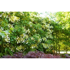 Üppige, weiße Kletterhortensie Hydrangea Petiolaris an einer Wand, ca. 60-80 cm hoch.