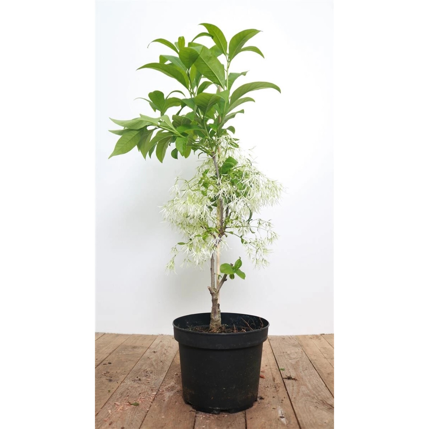 Chionanthus Virginicus Amerikanischer Schneeflockenstrauch 30–40 cm günstig online kaufen