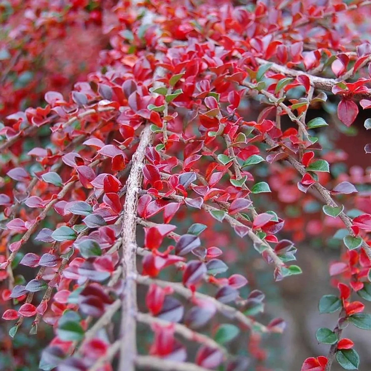 Fächer-Zwergmispel Cotoneaster horizontalis 30 bis 40 cm im Container Dunkelgrünes Laub