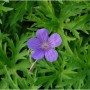 Lila Garten Storchschnabel Nimbus Blüte mit fünf Blütenblättern und grünen, gelappten Blättern.