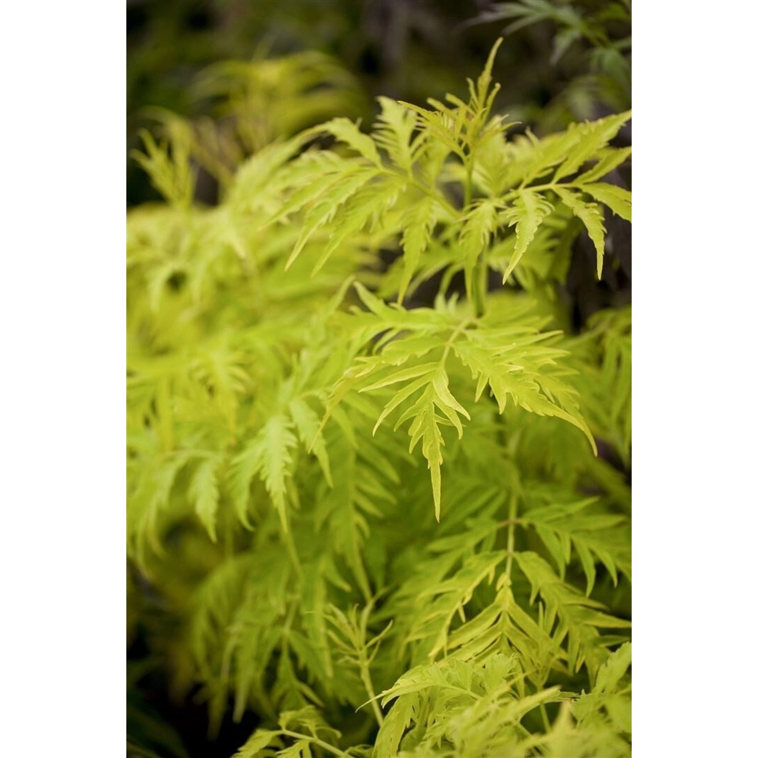 Sambucus Racemosa Golden Lace Roter Holunder Goldlaubig 40–60 cm günstig online kaufen