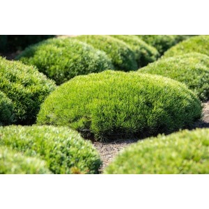 Kompakte, grüne Bergkiefer Pinus Mugo Pumilio (25–30 cm) im Beet. Ideal als Bodendecker.
