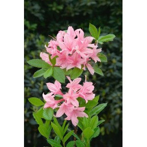 Rosa Rhododendron Luteum Soir De Paris Blüten und grüne Blätter.