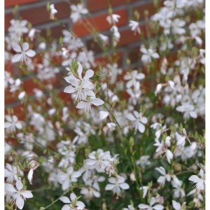 Prachtkerze Short Form - Gaura lindheimeri