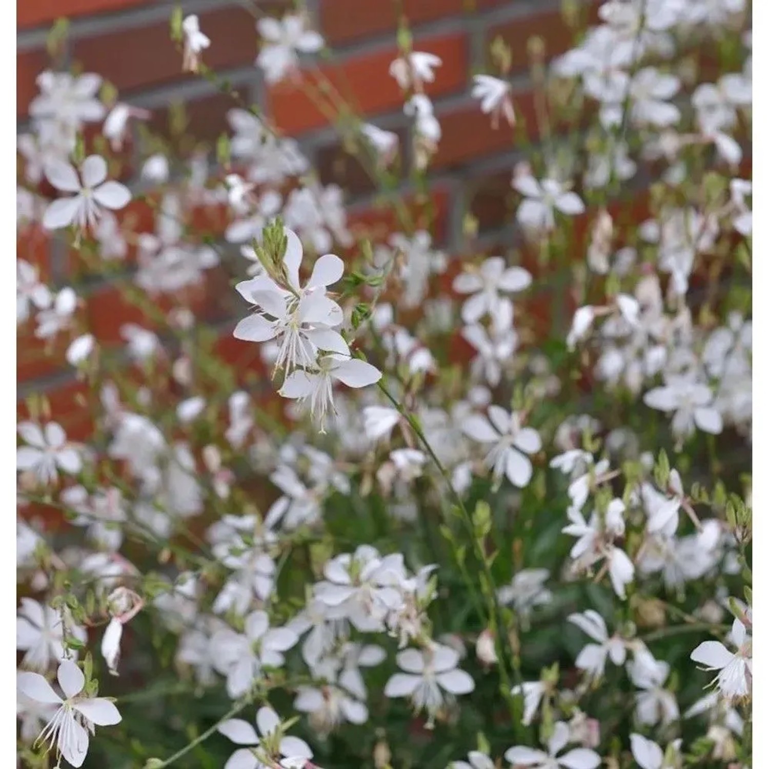 Prachtkerze Short Form - Gaura,indheimeri