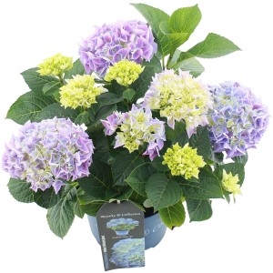 Gartenhortensie Fabolo Blau im Topf, ca. 20-30 cm hoch, mit blau-lila Blüten.