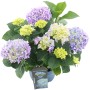 Gartenhortensie Fabolo Blau im Topf, ca. 20-30 cm hoch, mit blau-lila Blüten.