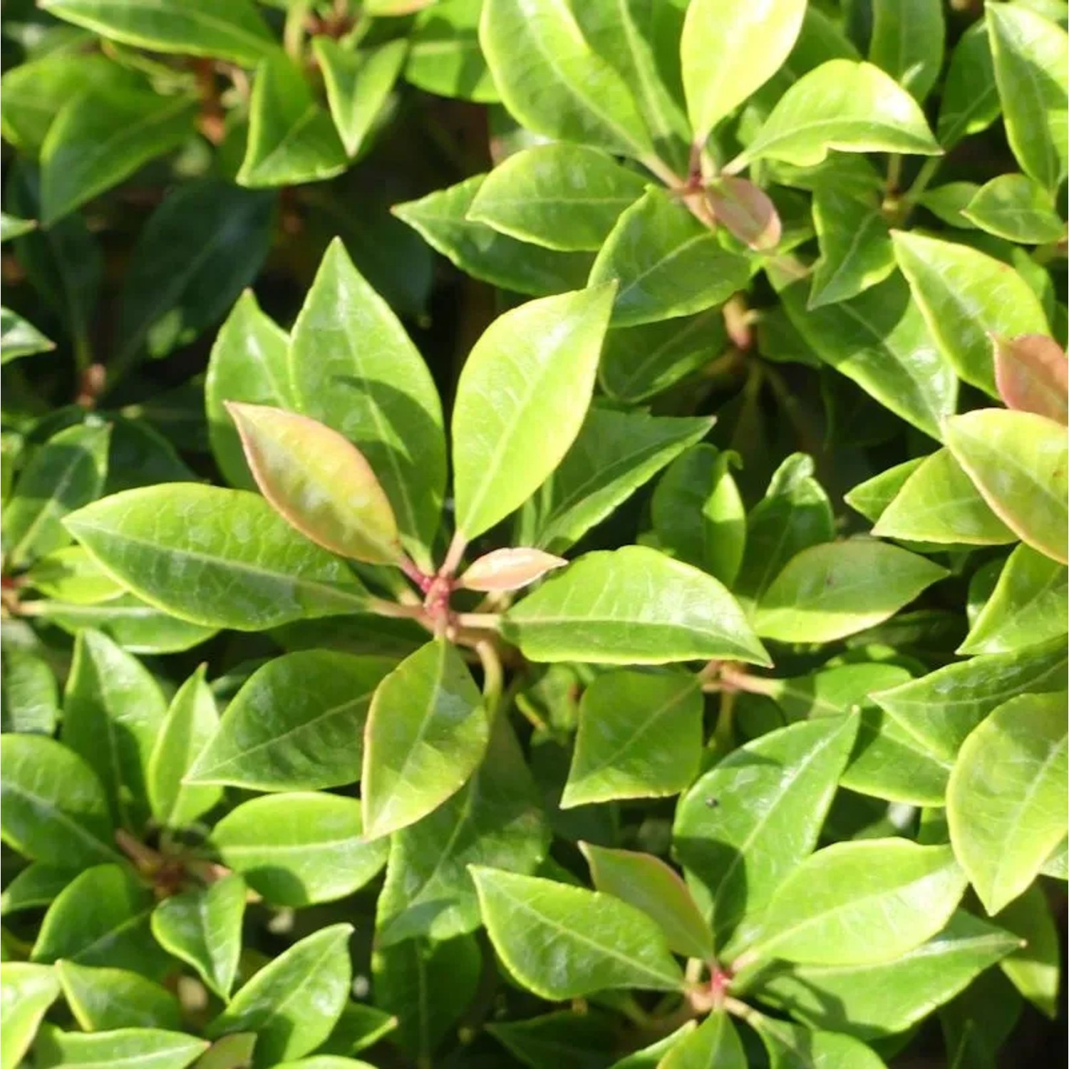 Kleines Schattenglöckchen Lavendelheide Minor 30-40cm - Pieris japonica