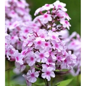 Nahaufnahme der Wiesen-Flammenblume 'Delta' (Phlox maculata) mit zartrosa Blüten.